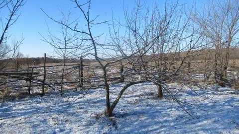 Russian March forest Stock Photos