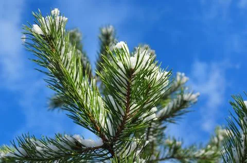 Russian nature in early spring time Stock Photos
