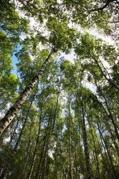 Russian nature Stock Photos
