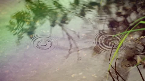 Russian nature. Summer. The rain drips on overgrown lake. Video stock 50086914