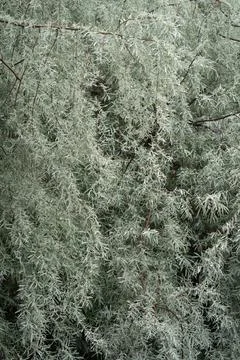 Russian olive tree branch background texture with silverberry foliage pattern 스톡 사진