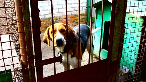 Russian pega hound dog is in the aviary Stock Footage 142191503