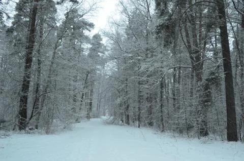 Russian pine forest in winter - snow and blizzard Stock Photos