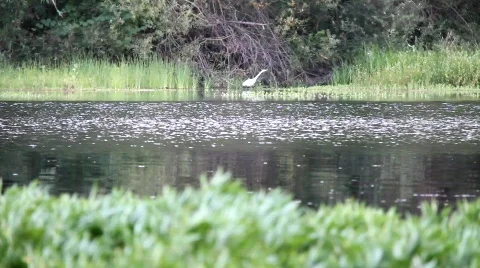 Russian River Wildlife Stock Footage 838336