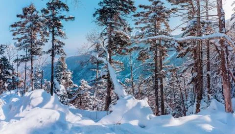 Russian snow trees Stock Photos