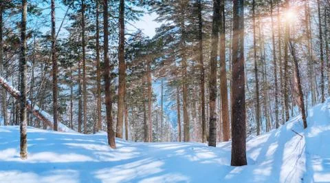 Russian snow trees Foto stock