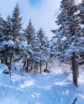 Russian snow trees Stock Photos