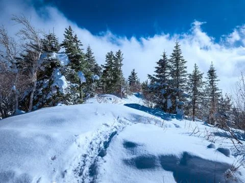 Russian snow trees Stock Photos