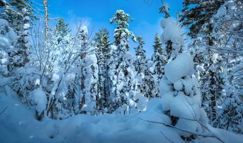 Russian snow trees Stock Photos