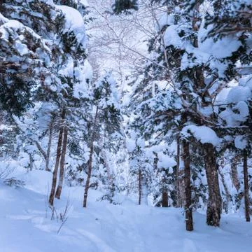 Russian snow trees Stock Photos