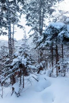 Russian snow trees Stock Photos