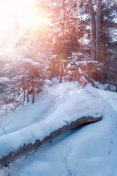 Russian snow trees Stock Photos