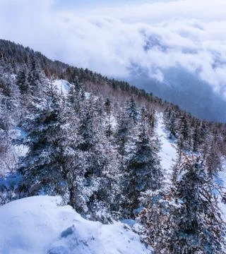 Russian snow trees Stock Photos
