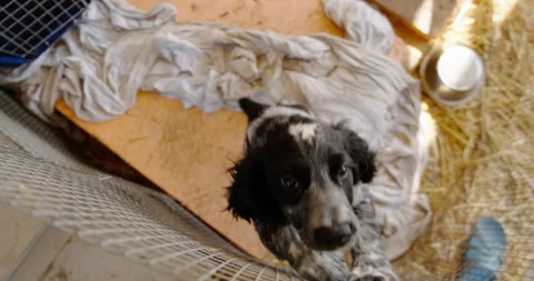 Russian Spaniel Video stock 132309562