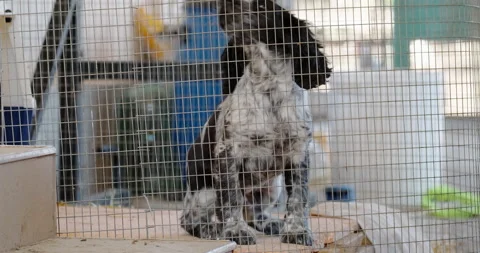 Russian Spaniel Stock Footage 132367729