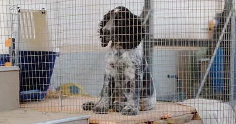 Russian Spaniel Stock Footage 132368466