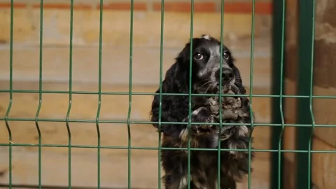 Russian Spaniel Stock Footage 140232993