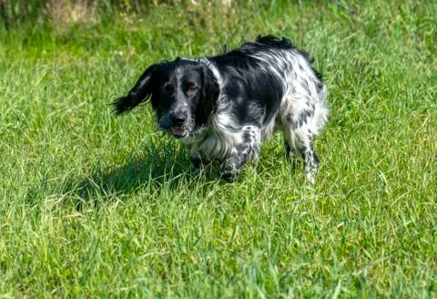 Russian Spaniel on the hunt, stood in a rack sensing game Stock Photos