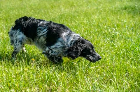 Russian Spaniel on the hunt, stood in a rack sensing game Stock Photos