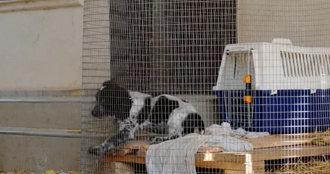 Russian Spaniel puppy 스톡 동영상 132309586