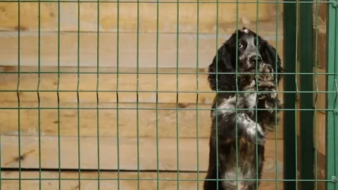 Russian Spaniel puppy Stock Footage 140232948