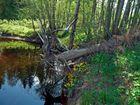 Russian spring meadow Stock Photos