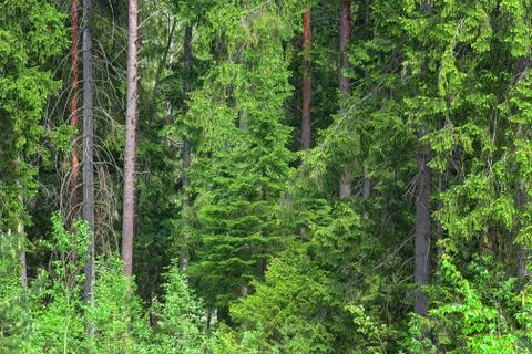 Russian spruce forest Stock Photos