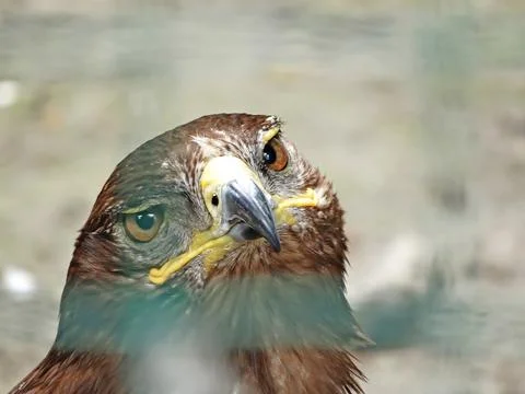 Russian Steppe Eagle. Close up portrait nice Foto stock