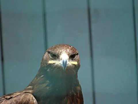 Russian Steppe Eagle. Close up portrait nice Foto stock