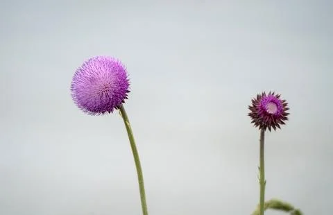 Russian Thistle Close Stock Photos
