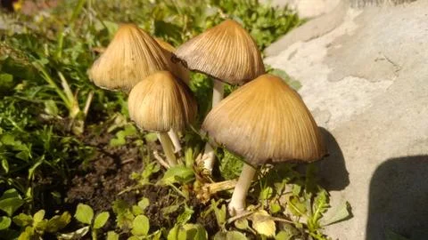 Russian toadstool mushrooms close-up. Stock Photos