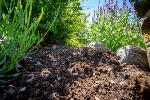 Russian tortoise exploring garden Foto stock