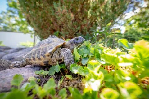 Russian tortoise exploring Foto stock