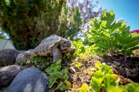 Russian tortoise exploring Foto stock