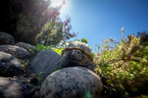 Russian tortoise exploring Foto stock
