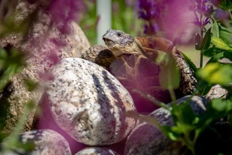 Russian tortoise exploring on rock Foto stock