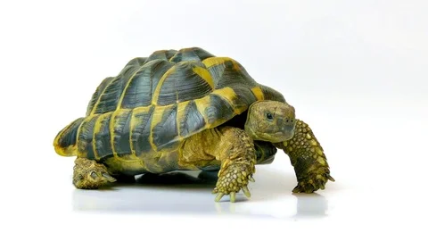 Russian Tortoise Stock Footage 73209457