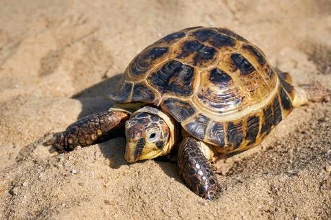 Russian tortoise in the sand Stock Photos