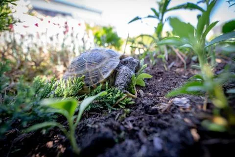Russian tortoise scared Фото