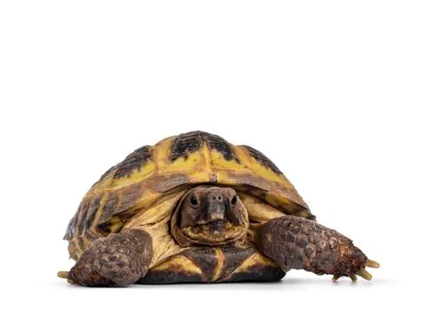 Russian Tortoise on white background Stock Photos