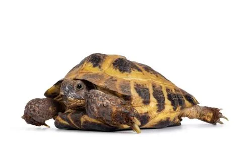 Russian Tortoise on white background Stock Photos