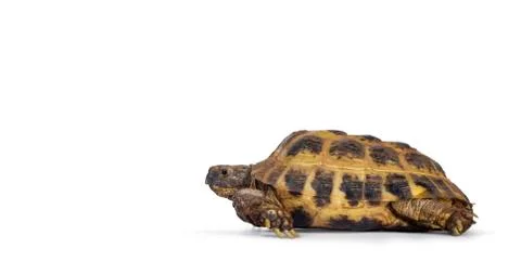 Russian Tortoise on white background Stock Photos