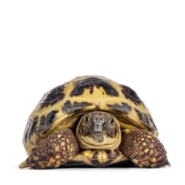 Russian Tortoise on white background Stock Photos