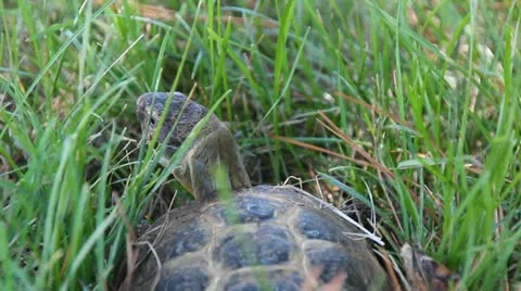 Russian Tortoises 動画素材 11671826