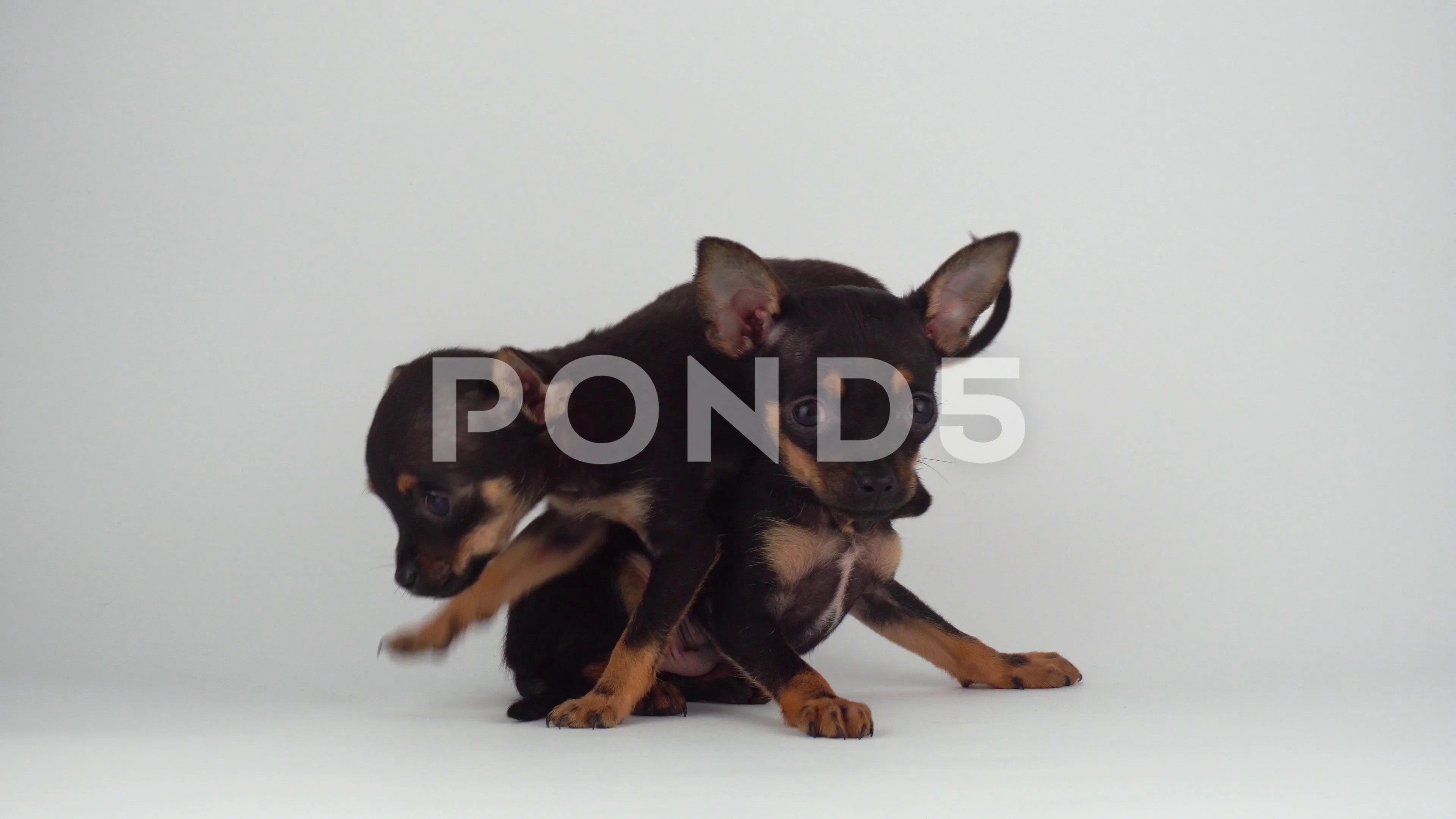 Russian Toy Terrier Puppy Dog White