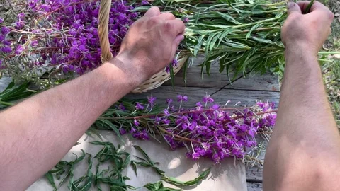 Russian traditional herb ivan-tea lie. Preparation for fermentation Stock Footage 247914913