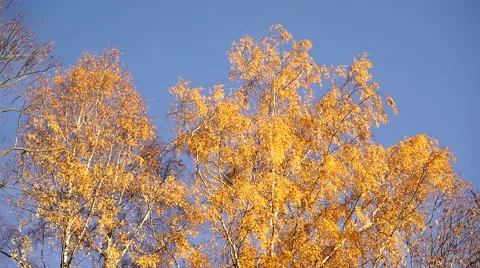 Russian tree birch in autumn. Stock-Footage 67610448