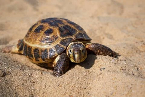 Russian turtle on the sand Stock Photos