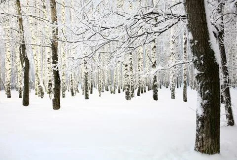 Russian winter in birch grove Stock Photos