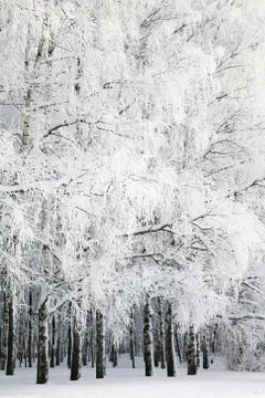 Russian winter in birch grove Stock Photos